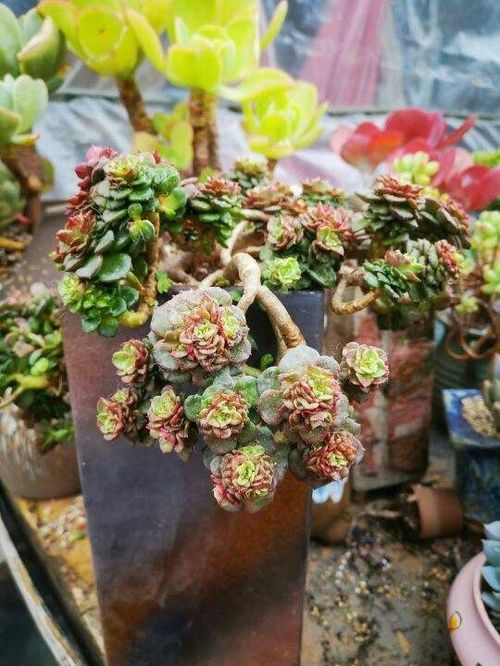 “十年匠心，培育传家宝级盆景花，养花新宠！”