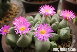 生石花如何度过炎炎夏日？