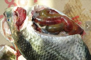 虹鳟鱼养殖肠炎病是鱼类常见疾病，由细菌感染引起