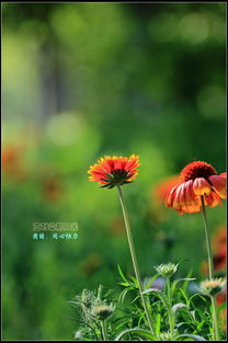 优点：美丽与健康的完美结合