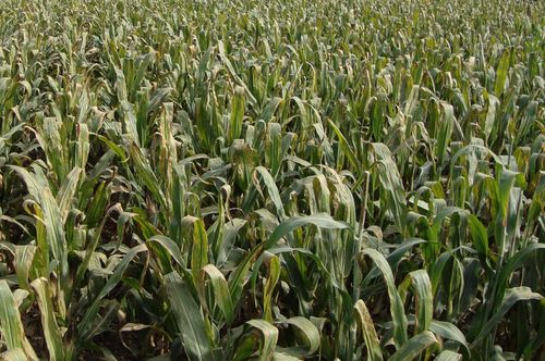 丹参种植那些事儿：新手如何省30%成本？