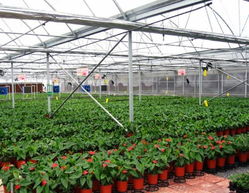 温室大棚蔬菜农药残留对人体的影响