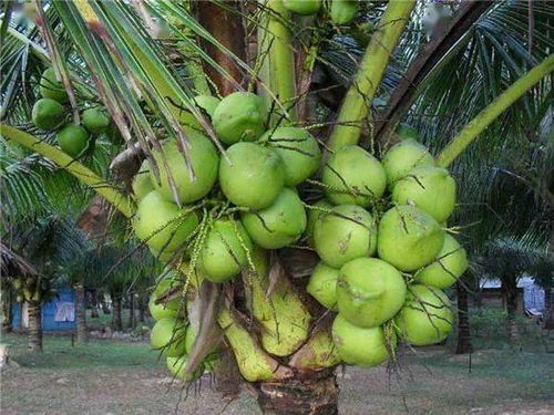 海南椰子种植技术是怎样的？如何保证椰子品质