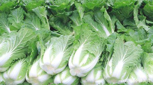 东北秋白菜最佳种植时间是什么时候