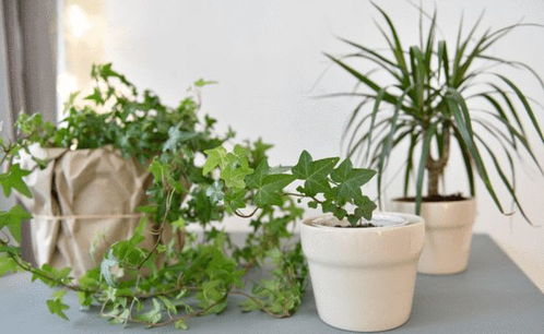 彩叶草和网纹草， 观叶植物梗耐夏