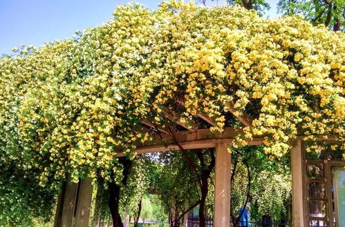 血泪教训：如何挑选木香花苗