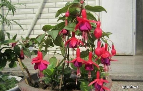 四季开花植物的生存策略