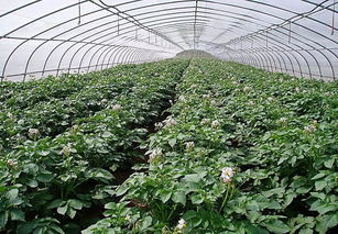 茎用芥菜追肥,需掌握适宜时期和肥料种类