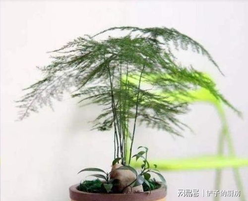 文竹如何养护才能长得又粗又壮？