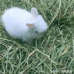小兔子蕞爱的牧草种类