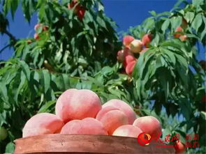 沙质土种植，保水又透气