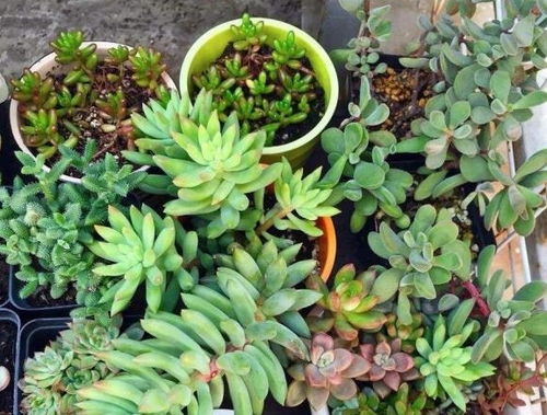 千佛手多肉植物如何浇水、施肥、繁殖