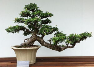 榆树盆景蟠扎，让树木变美有妙招！