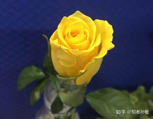 云南鲜花哪里买？正宗产地直供