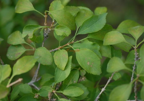 花叶假连翘和三叶连翘的形态