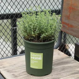 光照充足如何种植植物？植物生长需要多少光照