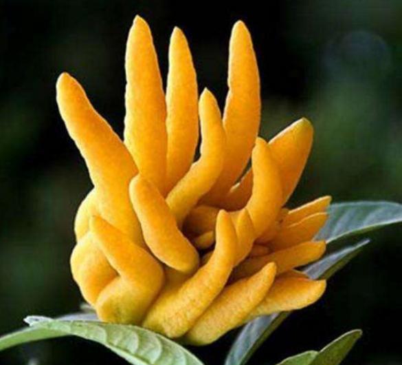 佛手柑：清新睡眠伴侣