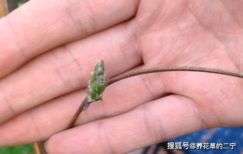 铁线莲冬季修剪指南中，如何根据植株生长习性选择合适的养护修剪技巧