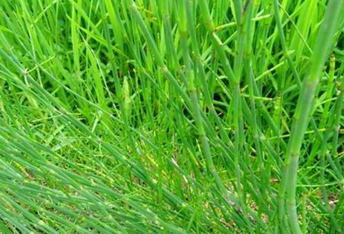 除草剂大揭秘