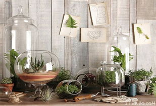 虎皮兰室内摆放指南：四种人群不宜养虎皮兰，打造理想家居绿植环境！