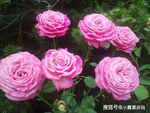 花如其名， 美丽动人