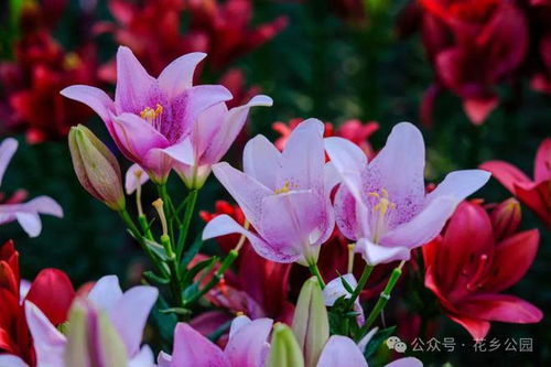 百合花语：深情离别，爱在离别中绽放