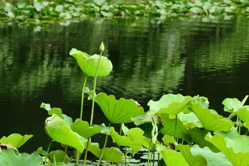 秋季种植，静待花开