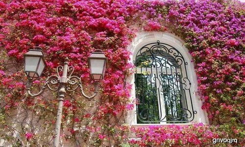 藤本花卉的奇妙之处