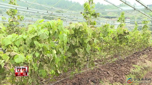 问题描述：农村地区如何利用废弃土地种植特色蔬菜