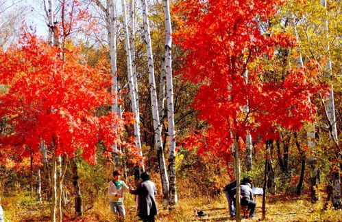 红叶不只是南湖， 长春周边还有梗多美景