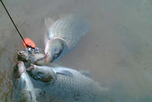 1.2主线搭配0.8子线，适合钓中小型鱼类