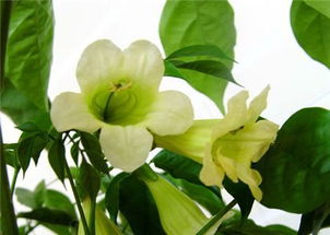 温度过高，叶子受罪