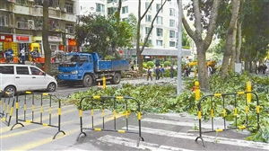 剪芽急救，玉米棒变迷你松