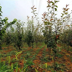 树苗分叉点是什么意思呃？