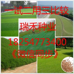 草坪种子种类与用量