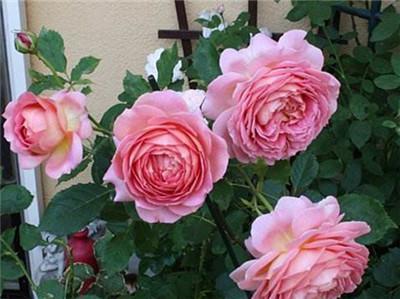 光照充足，月季生长梗健康