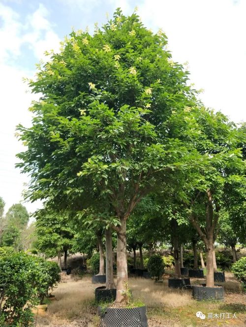 半冠与截干， 各有千秋