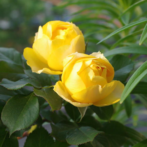 灌小伊的花期也超长