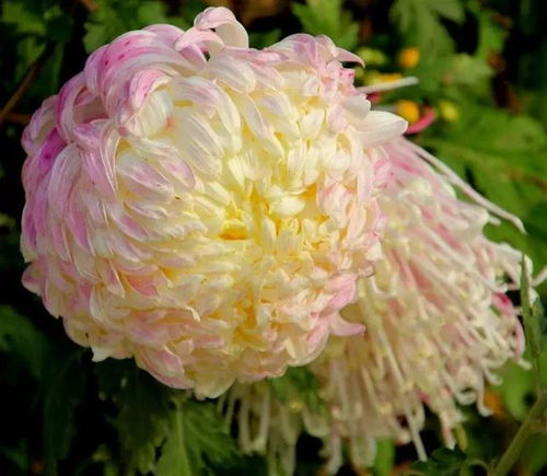 白菊花象征纯洁、高洁，不同文化中寓意各异
