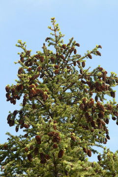 松树花， 春天的秘密小礼物