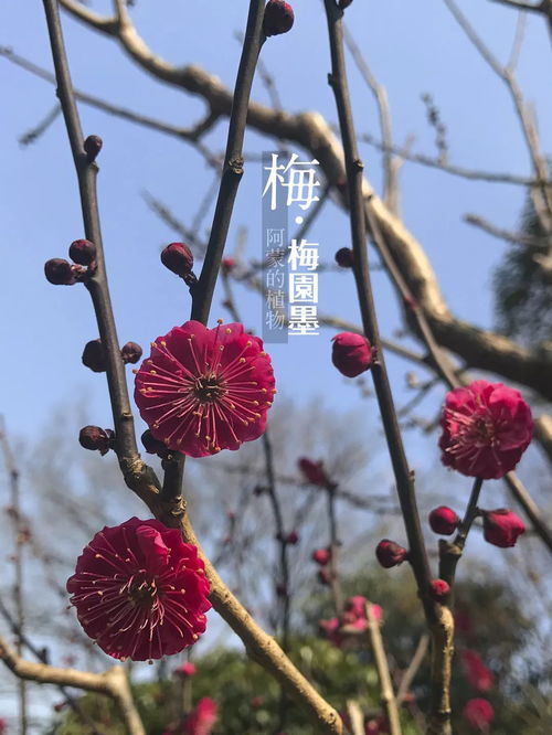 梅花种子什么时候种植最好？春季是种植梅花的最佳时机吗