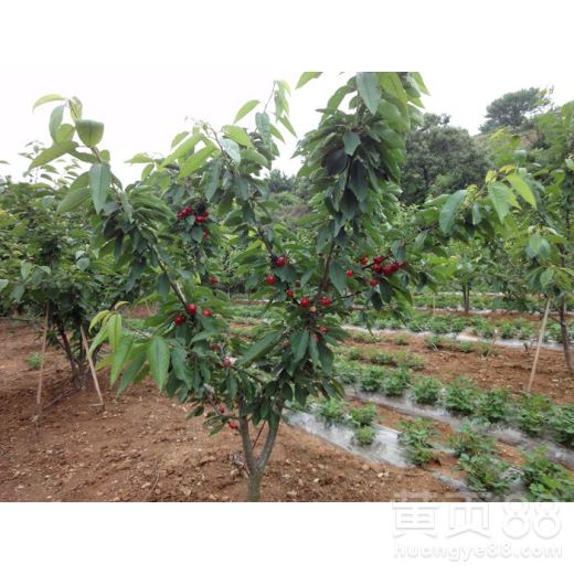 大樱桃嫁接苗移栽关键：出圃前精细管理指南