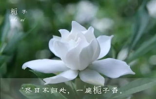 栀子花，洁白芬芳