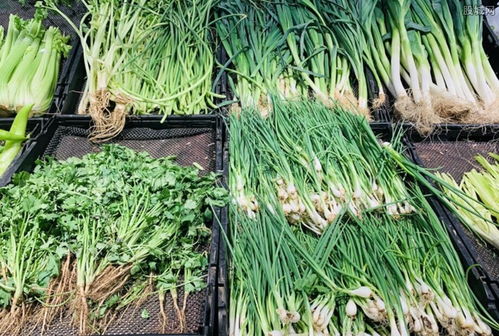 近期香菜价格持续上涨，高位运行