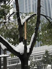 雪后的枝叶变化