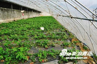 辣椒种植间距多少最合适？