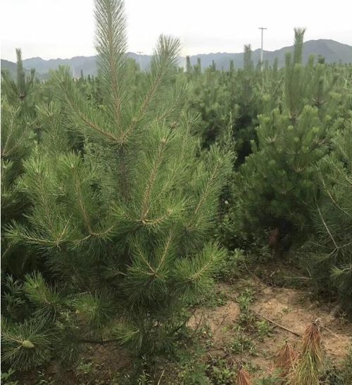 ：遇见大雪松， 邂逅一份静谧之美