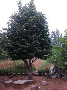 南召玉兰， 花中佳人