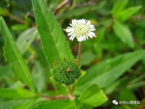 吡虫啉的使用方法