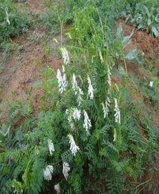 山黧豆耐旱，花色艳丽